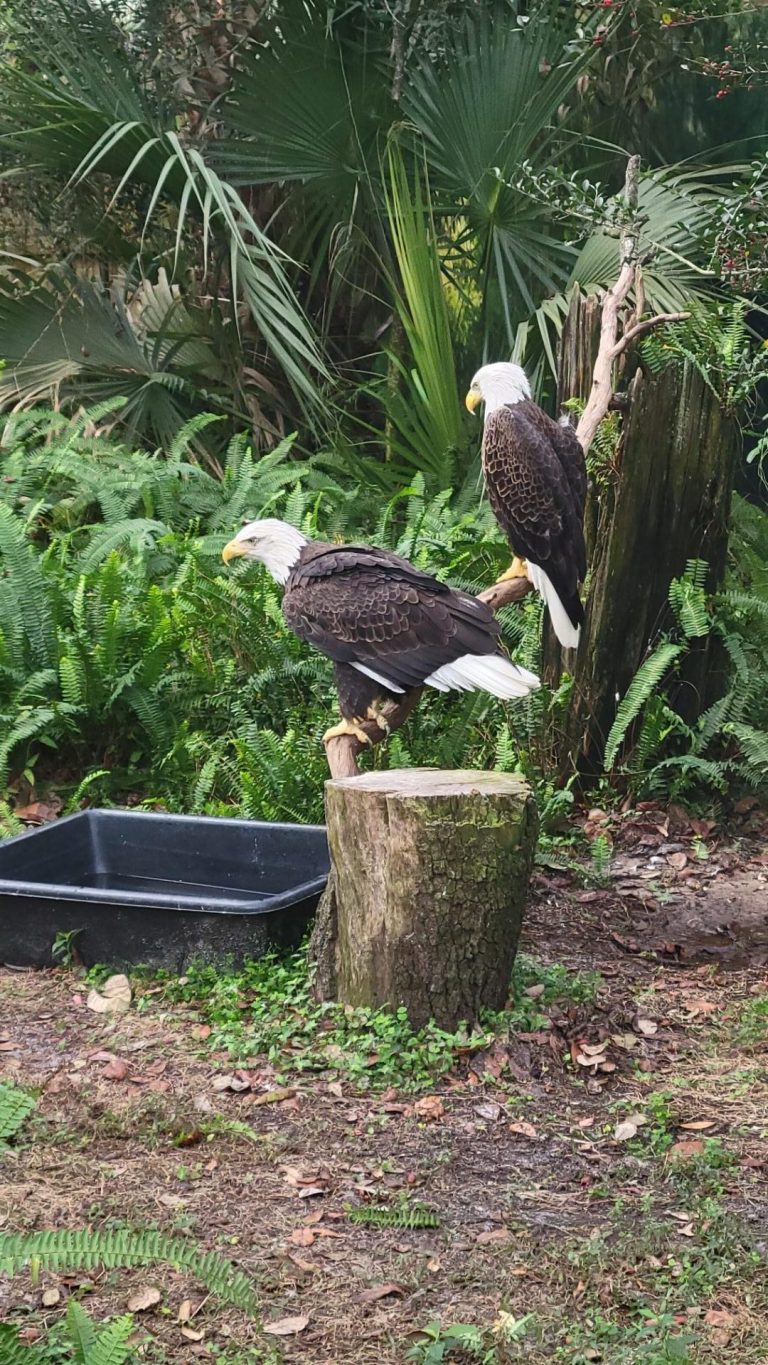 Eagle Thursdays - Soaring Eagle Data Solutions